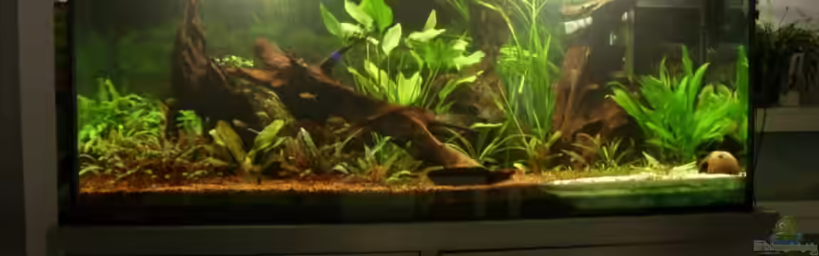 Becken 13211 (nur noch als Beispiel) von Oliver Boden