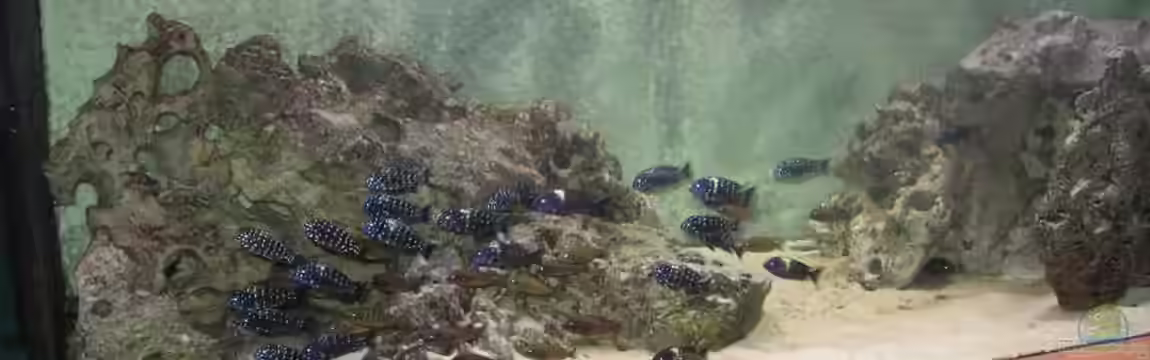 Becken 1325 von Oliver Schulte