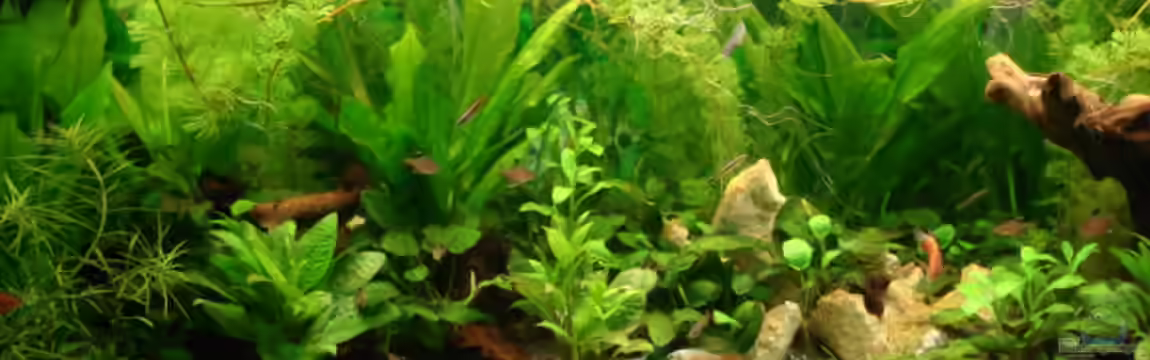 Becken 13252 von Viktor Kraft