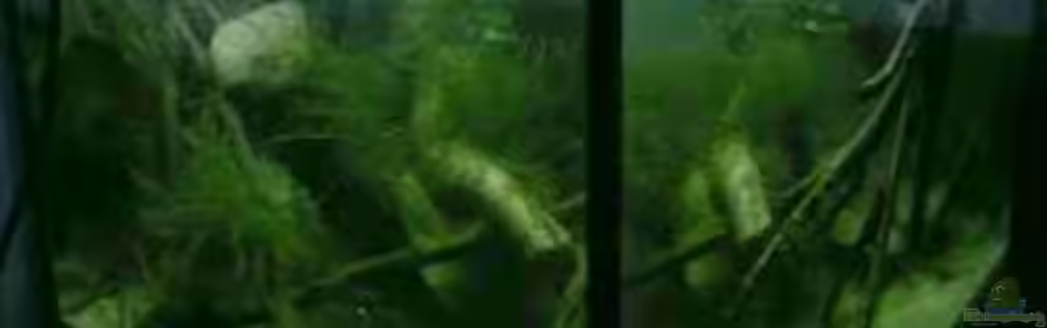 Becken 13253 von Kai Dinkel