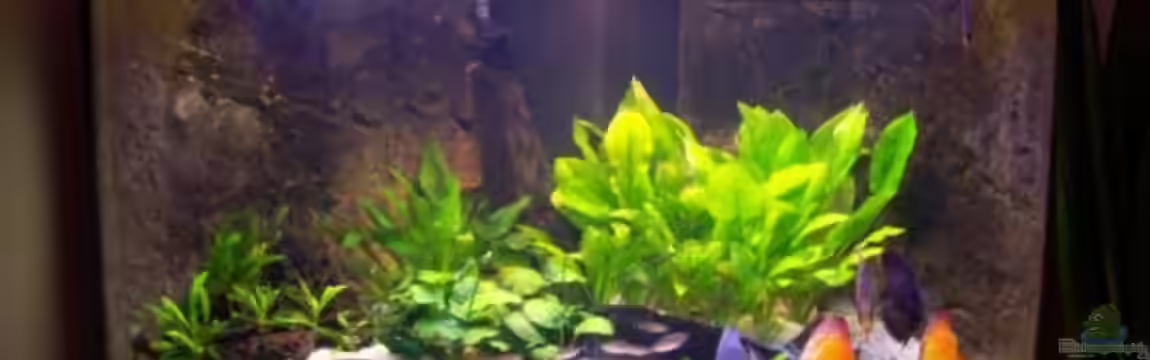 Becken 13269 von Alamo