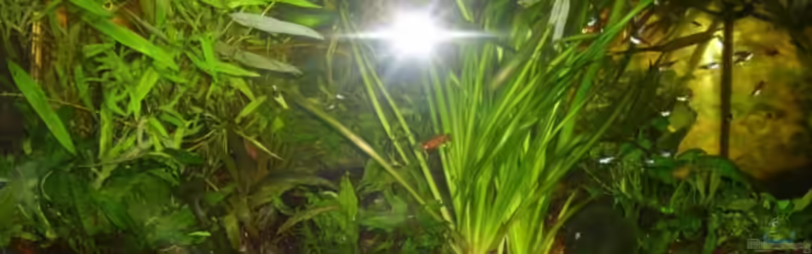 Becken 13301 von Stefan Hülsmann