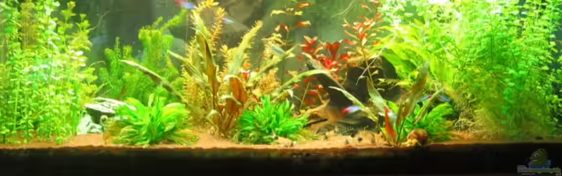 Becken 13309 aufgelöst von Schred