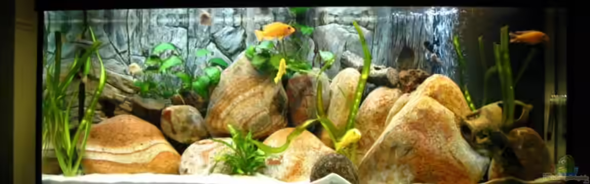 Becken 13321 von Kleener Stinker