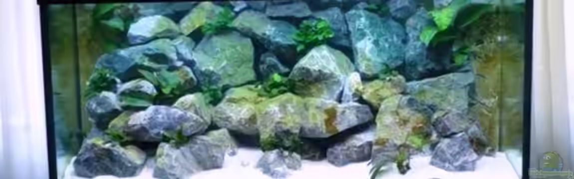 Becken 1333 von Malawis zu Verkaufen