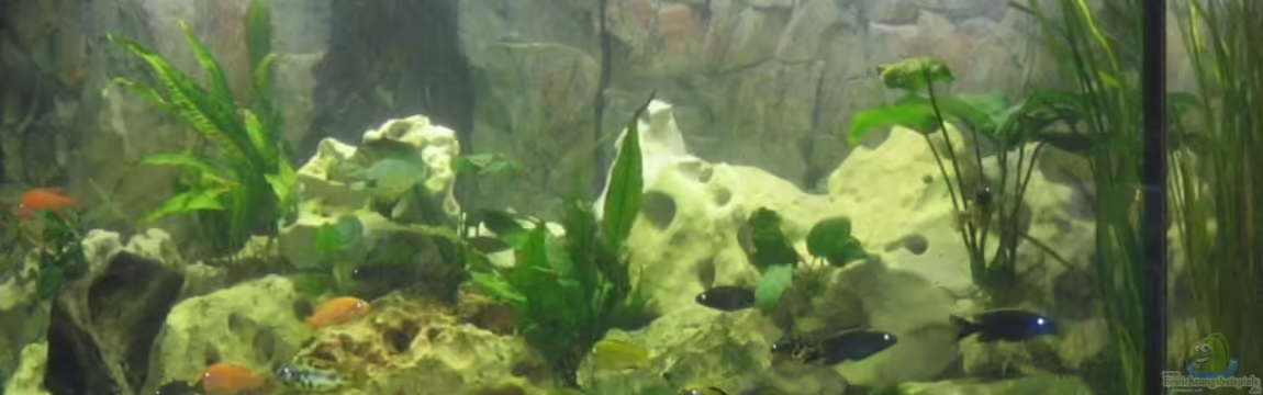 Becken 13353 von Günter Bosbach