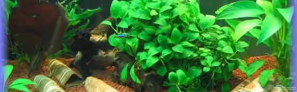 Becken 13421 von Golly14