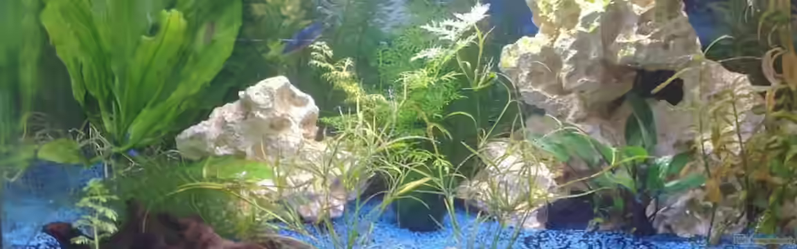 Becken 13423 von *~Betty~*