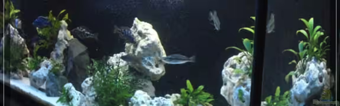 Becken 13433 von Malawifan0412