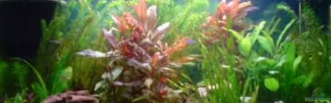 Becken 13441 von perkolein