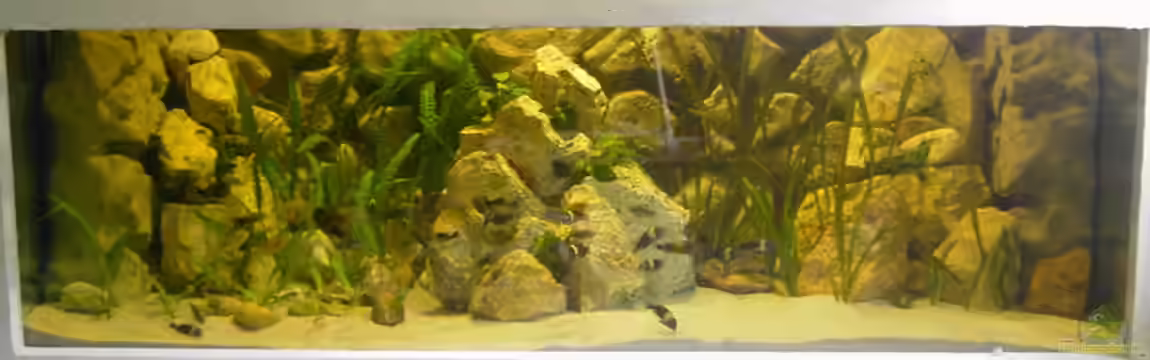 Becken 1350 von Enrico Pinkert