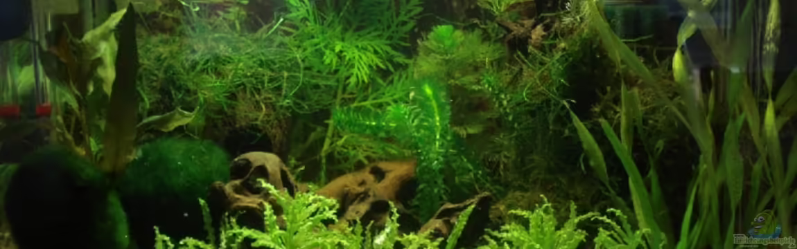 Becken 13512 von lunimami