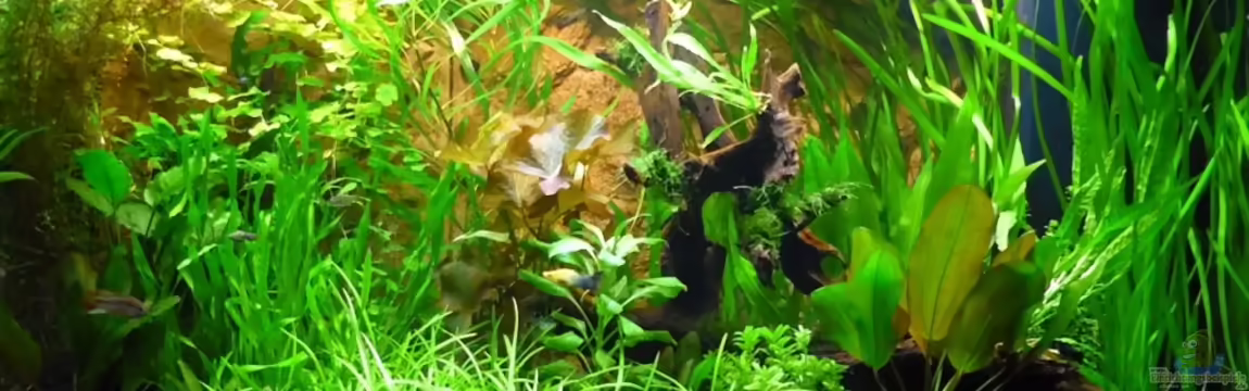 Becken 13540 von Sabrina & Dirk Bergmann