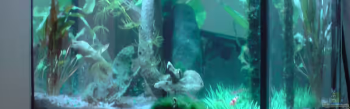 Becken 13565 von Dasy´s_Neelybecken