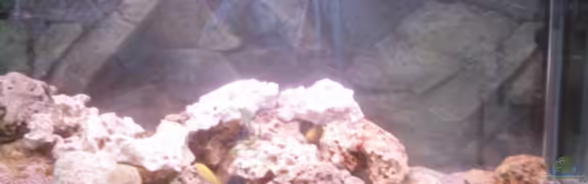 Becken 1358 von Andreas Schlegel