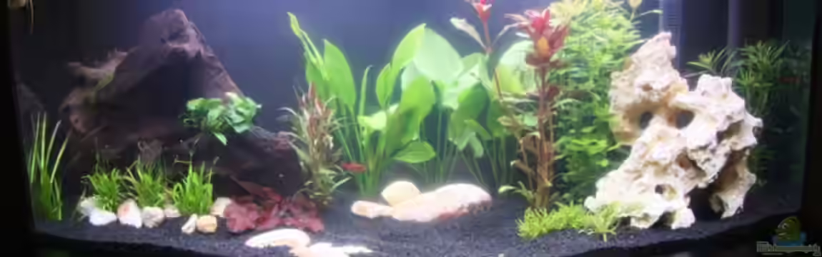 Becken 13589 von Nicki83