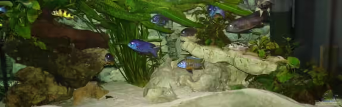 Becken 136 von Thomas Gruber