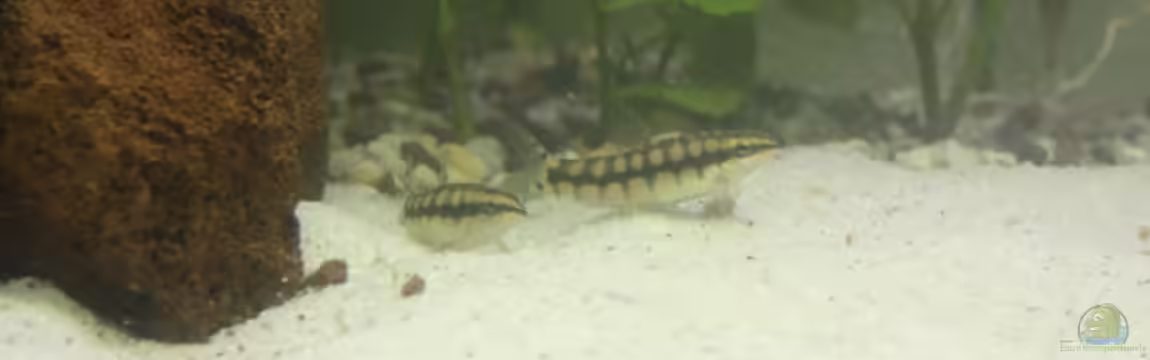 Becken 13625 von Christopher Pyhel