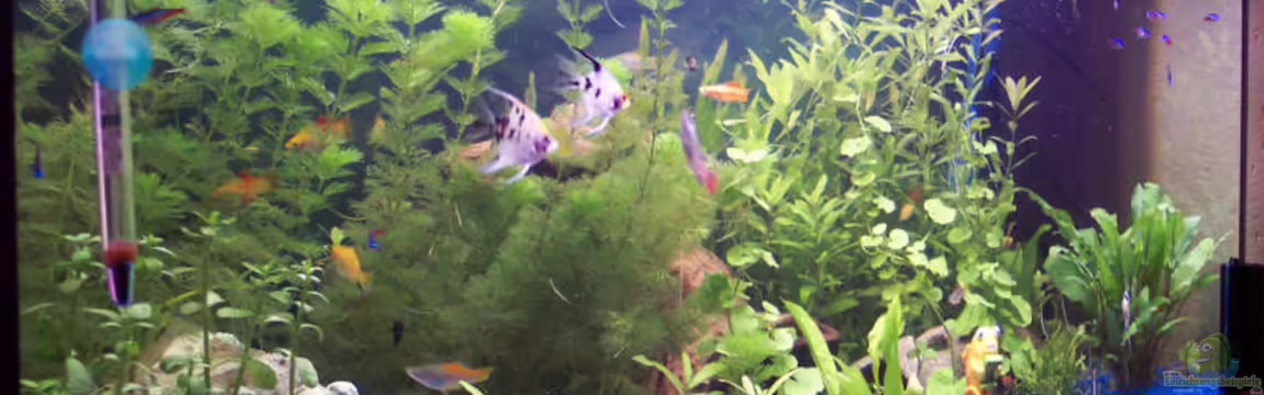 Becken 1365 von Mandy Hopp und Kevin Rothfuß