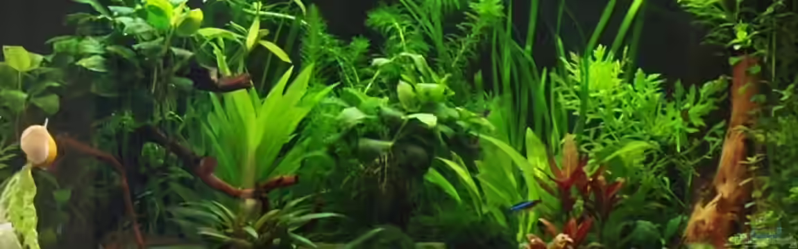 Becken 13653 von Marion1705