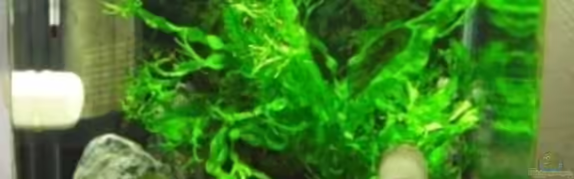 Becken 13663 von Stefanie Engelhardt