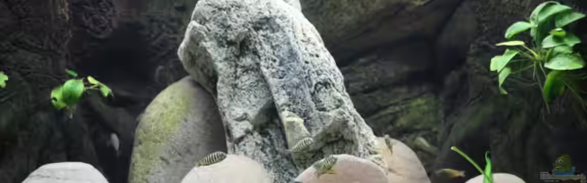 Becken 13687 von Manuel König