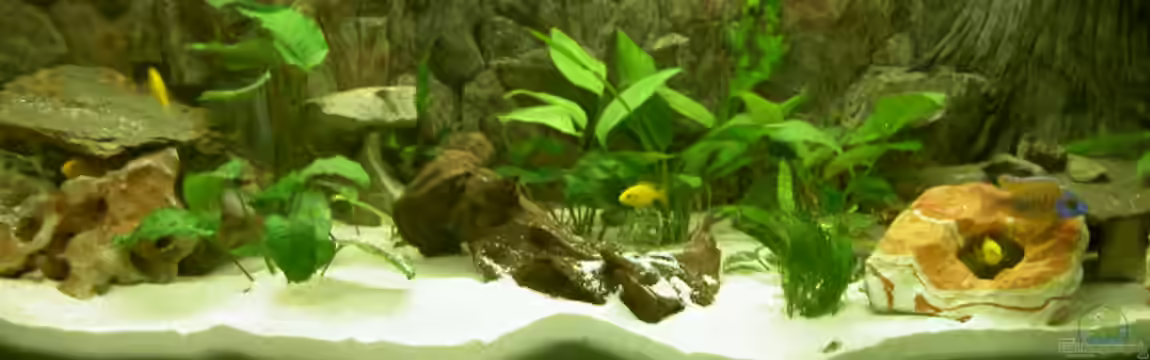 Becken 1370 von Evelyn Kowarsch