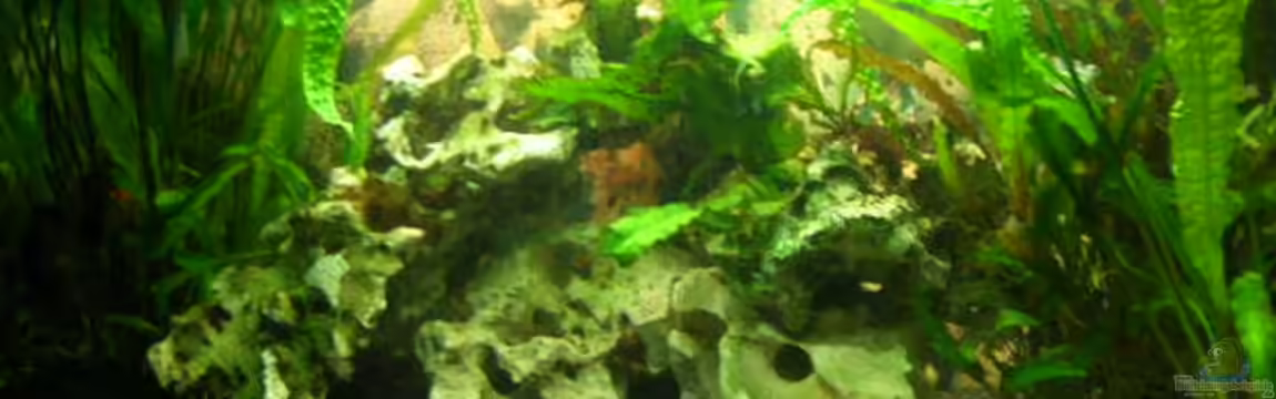 Becken 1374 von Gordon Rehse