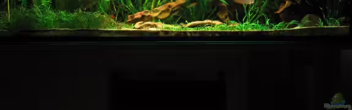 Becken 1377 von Michael Gerhardt