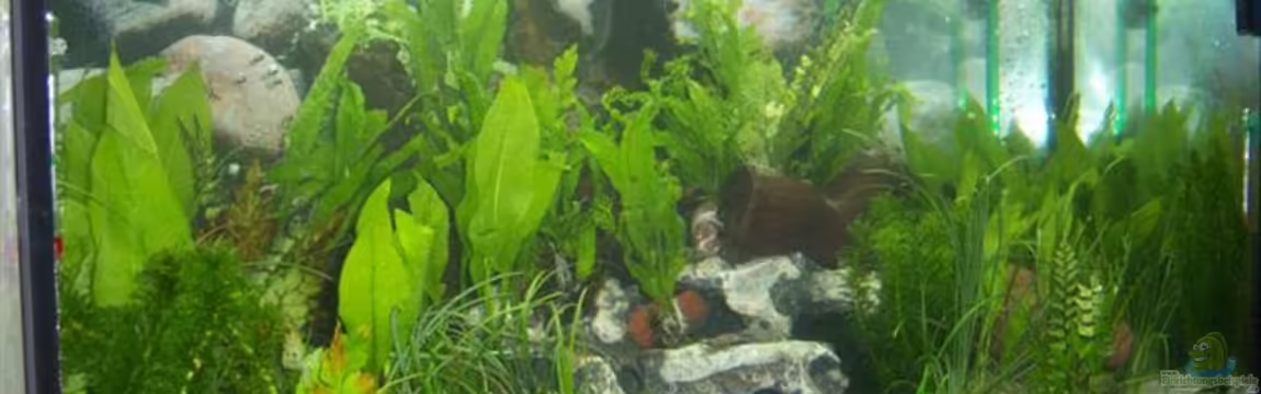 Becken 13773 von hansa61