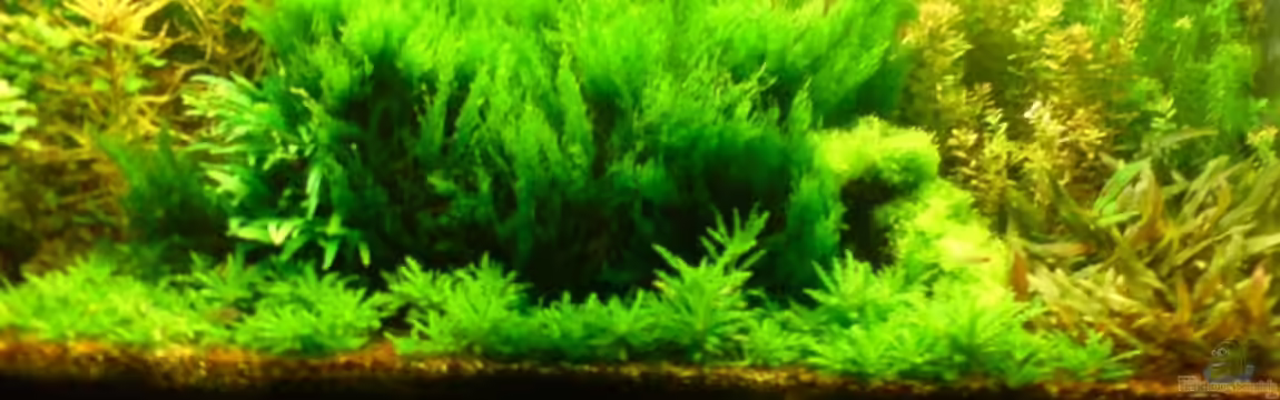 Becken 13777 von Katzenmutti