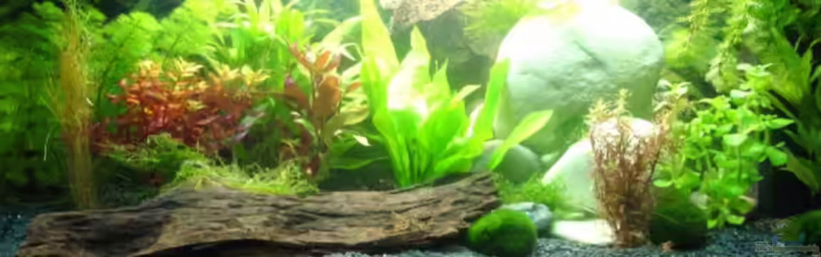 Becken 13821 von Mr. Meier