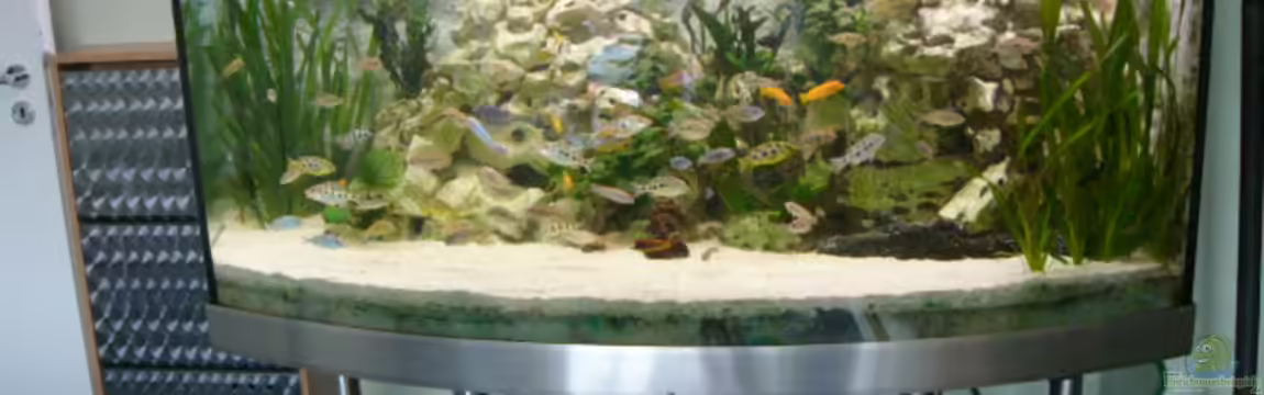 Becken 1388 von Mario Jungnitsch