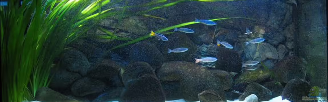 Becken 1389 von Carsten Ziß