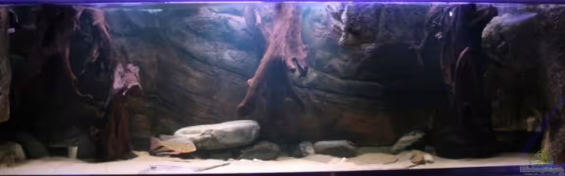 Becken 1390 von Christian Daniel