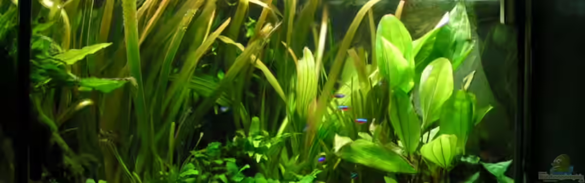 Becken 13906  Nur noch als Beispiel! von Vito