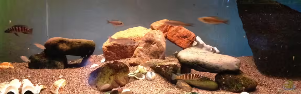 Becken 13999 von Kate Anon