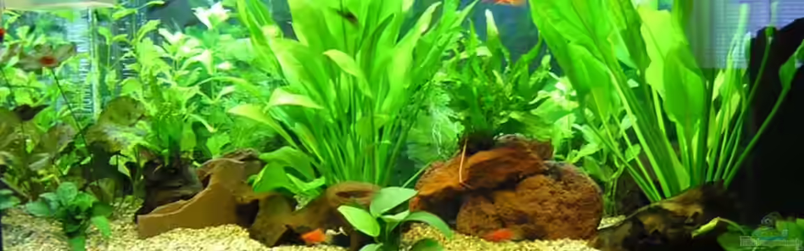 Becken 1401 von Carsten Mansee