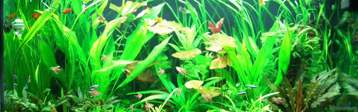 Becken 14031 von Xonic