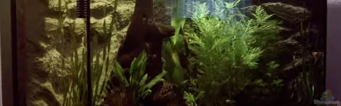 Becken 1404 von Dietmar Schneider