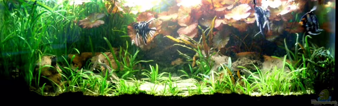 Becken 14057 von Kleiner_Fisch