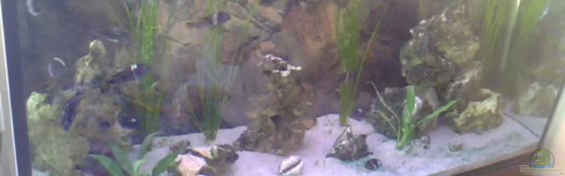 Becken 14104 von CICHLID