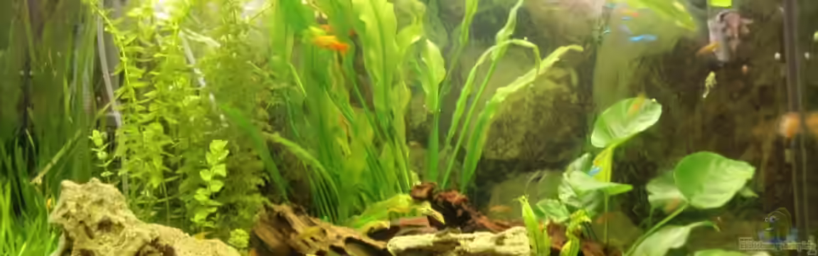 Becken 14130 von Monja