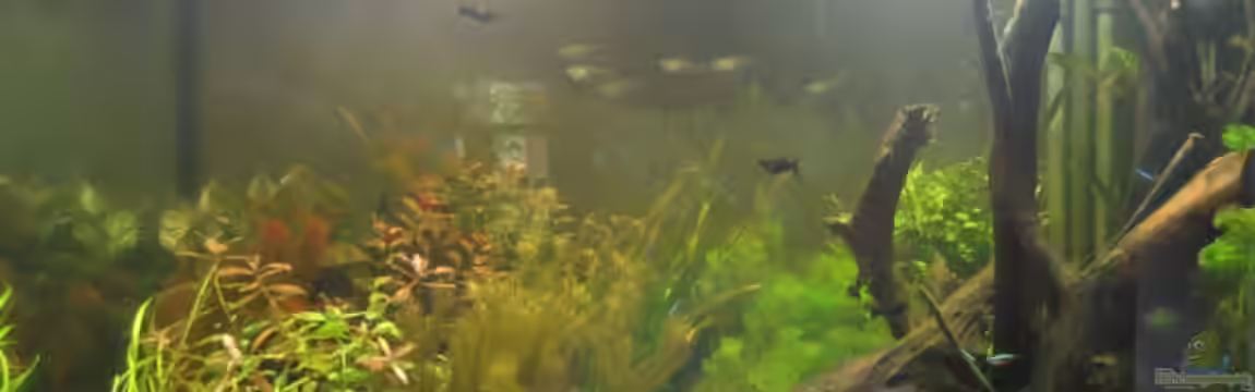 Becken 14171 von MD-Rose