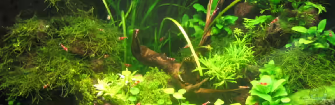 Becken 14190 von Marion Kulsch