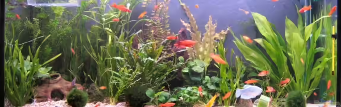 Becken 14212 von Claas Harmsen