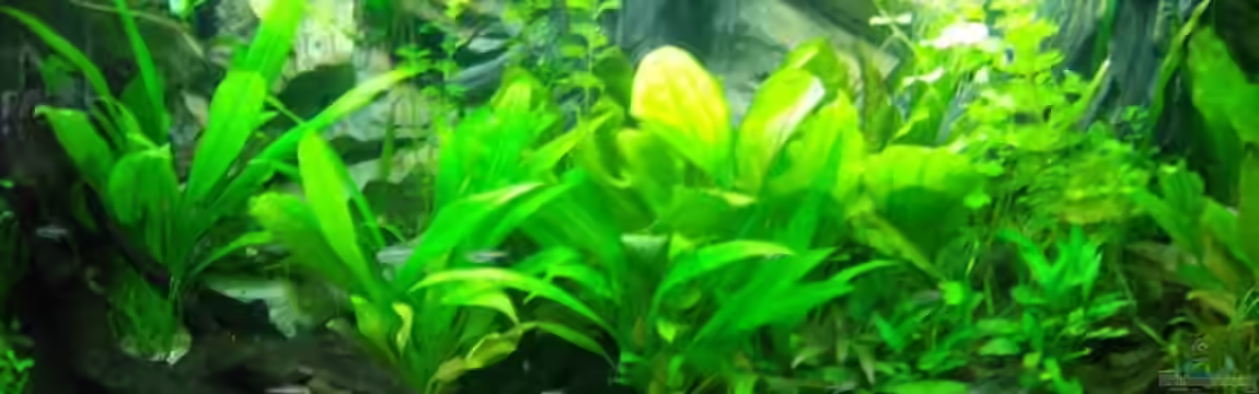 Becken 14217 von Cristian R. Mendez