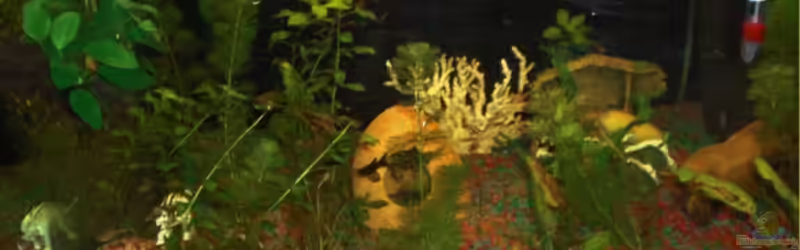 Becken 14234 von Patrick Barth