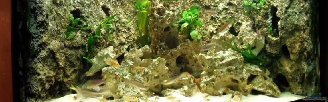 Becken 14238 von tauchteddy