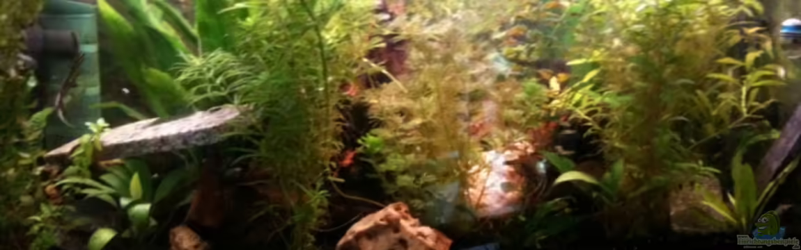 Becken 14248 von Tim Kohlenbecker